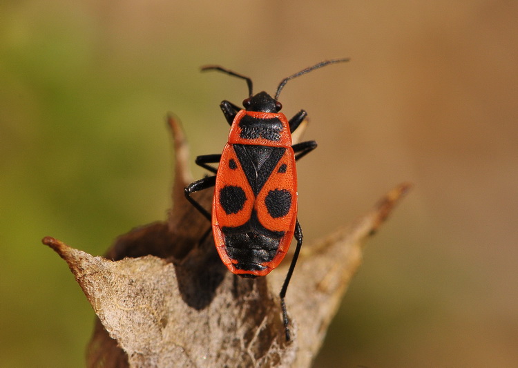 E lui chi ? - Pyrrhocoris apterus di Sesto fiorentino